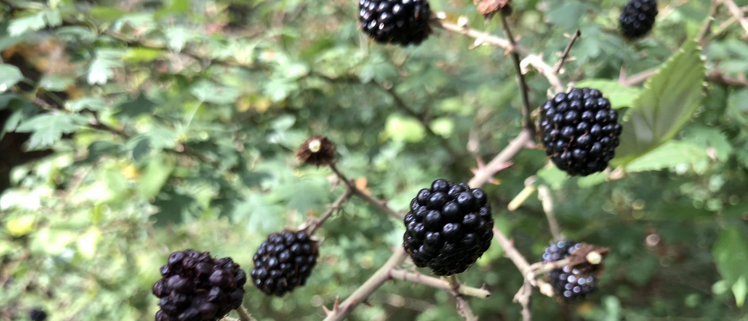 Brombeeren reife Brombeeren am Strauch